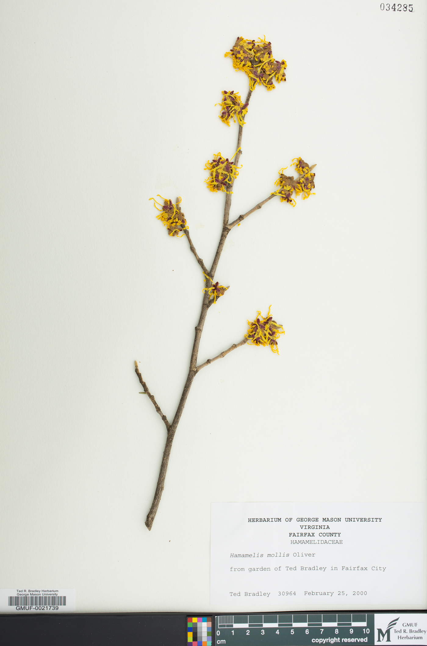 Hamamelis mollis image