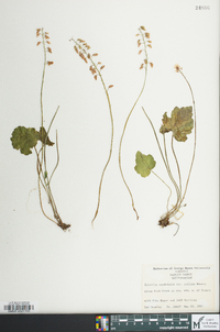 Tiarella cordifolia image