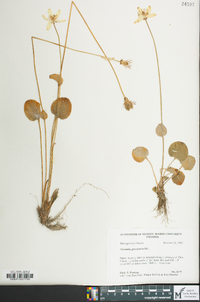 Parnassia grandifolia image