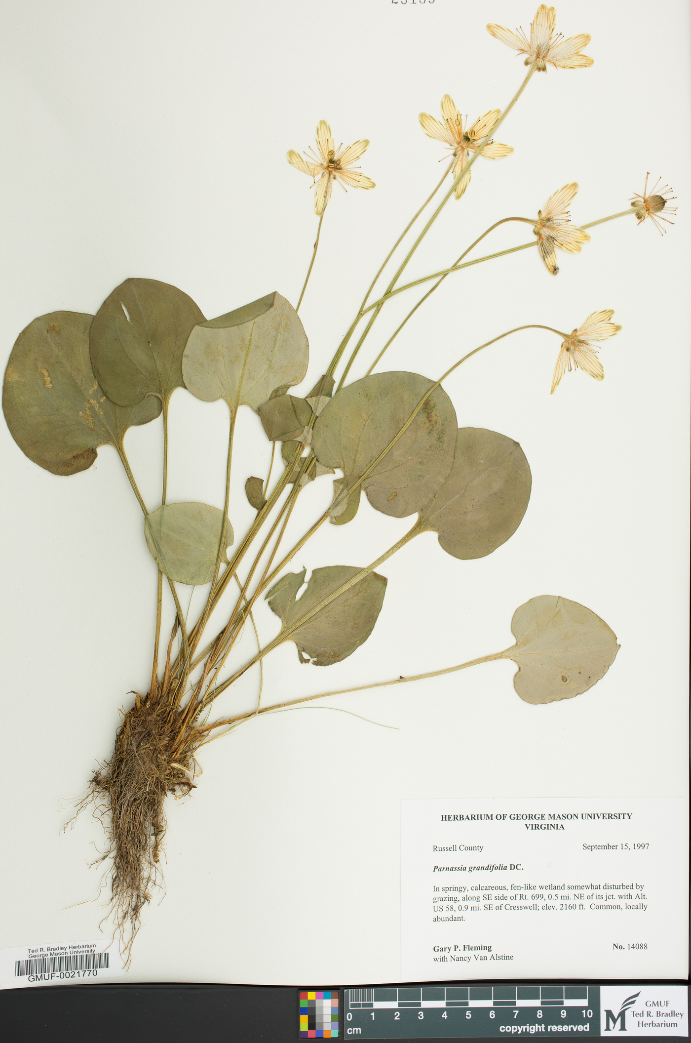 Parnassia grandifolia image