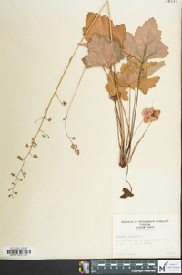 Heuchera americana image