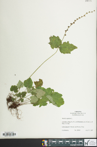 Mitella diphylla image