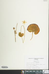 Parnassia asarifolia image