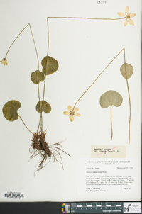 Parnassia asarifolia image