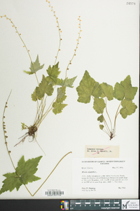 Mitella diphylla image