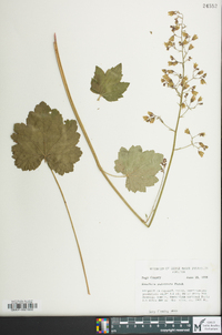 Heuchera pubescens image