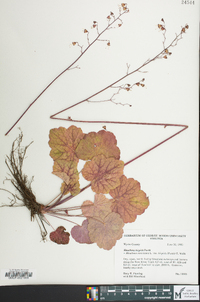 Heuchera americana var. hispida image