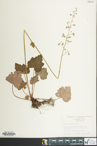 Heuchera americana var. hispida image