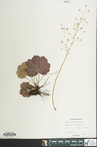 Heuchera parviflora image