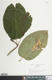 Magnolia acuminata image