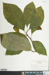 Magnolia acuminata image