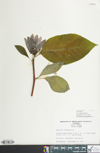 Magnolia acuminata image