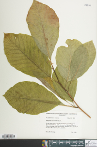 Magnolia acuminata image