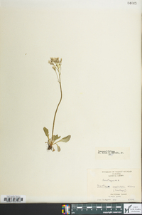 Micranthes virginiensis image