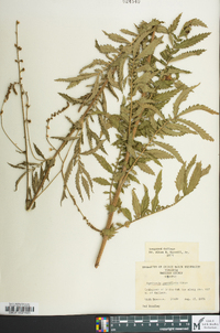 Agrimonia parviflora image