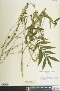 Agrimonia parviflora image