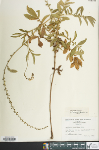 Agrimonia parviflora image