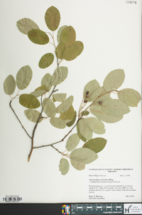 Amelanchier spicata image