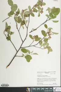 Amelanchier spicata image