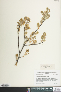 Amelanchier obovalis image