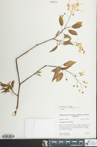 Amelanchier laevis image