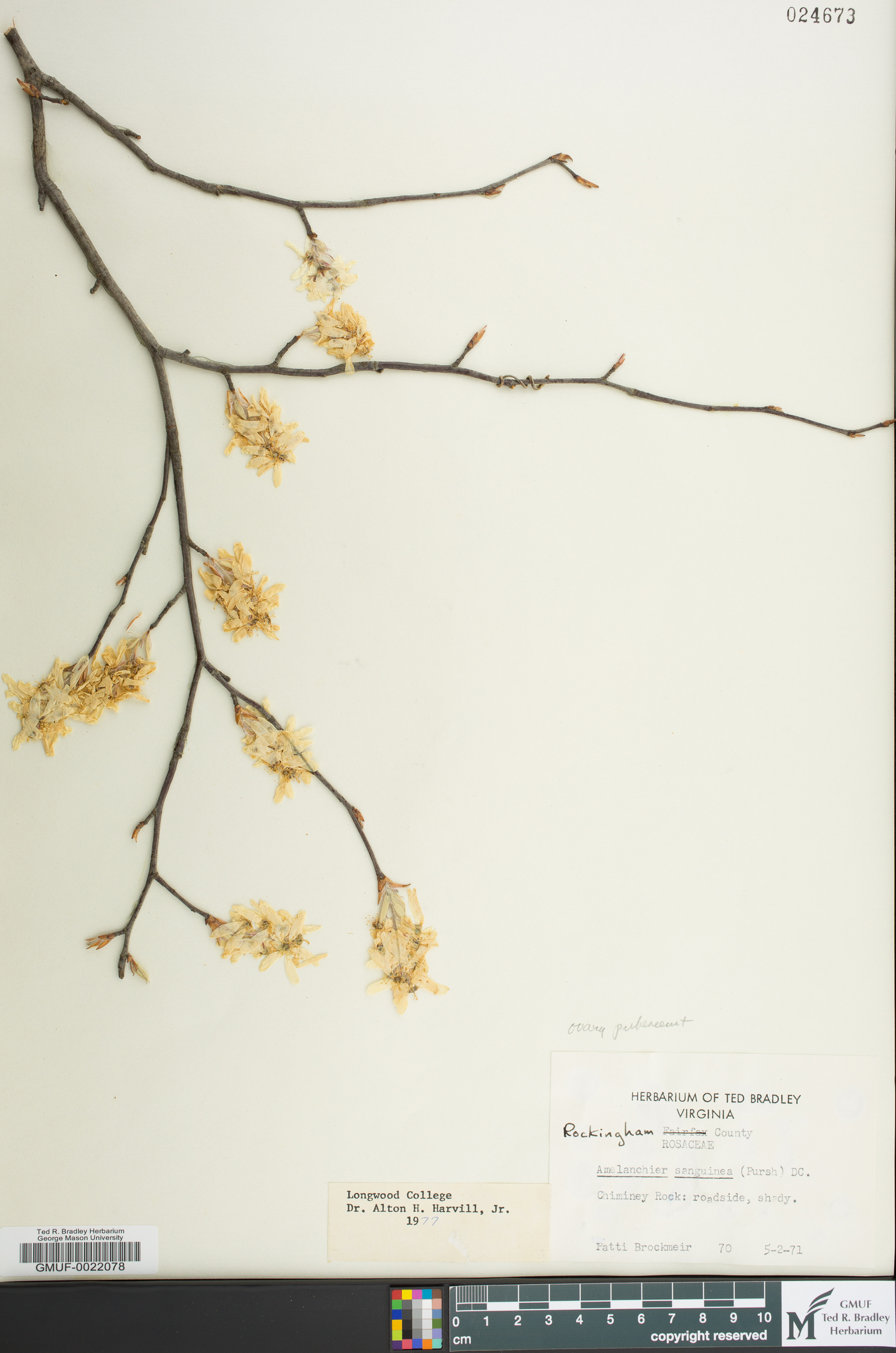 Amelanchier sanguinea image