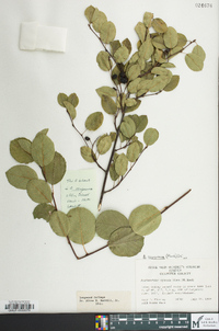 Amelanchier sanguinea image