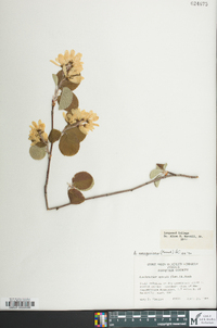 Amelanchier sanguinea image