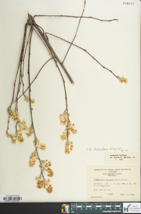 Amelanchier spicata image