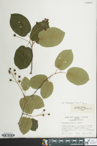 Amelanchier spicata image