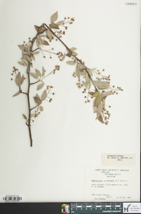 Amelanchier canadensis image