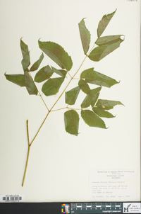 Aruncus dioicus image