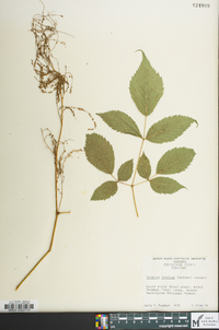 Aruncus dioicus image