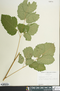 Aruncus dioicus image