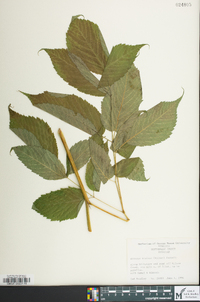 Aruncus dioicus image