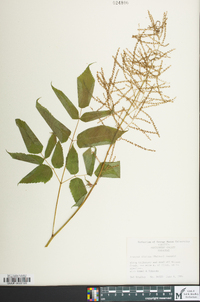 Aruncus dioicus image