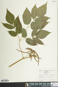 Aruncus dioicus image