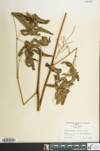 Aruncus dioicus image