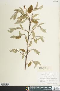 Amelanchier canadensis image