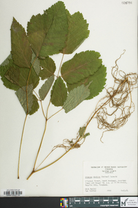 Aruncus dioicus image