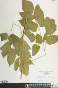 Aruncus dioicus image