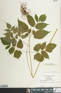 Aruncus dioicus image