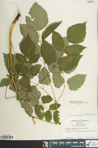 Aruncus dioicus image