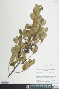 Aronia × prunifolia image