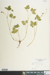 Potentilla indica image