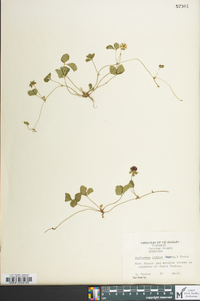 Potentilla indica image