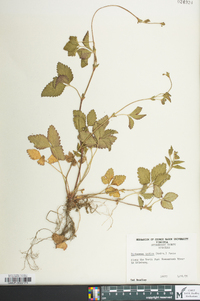 Potentilla indica image