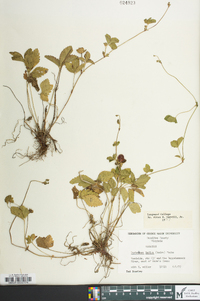 Potentilla indica image