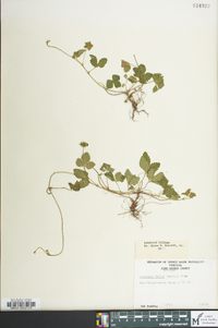 Potentilla indica image