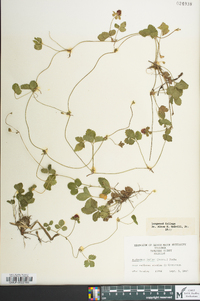 Potentilla indica image